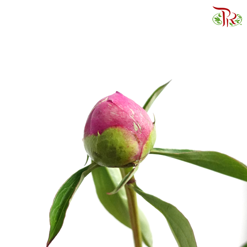 Peony - Dark Pink (5 Stems) - Pudu Ria Florist
