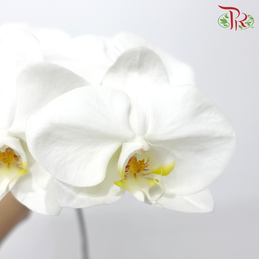 Phalaenopsis Cut - White (Per Stem) - Pudu Ria Florist