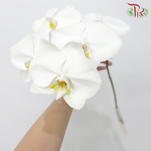 Phalaenopsis Cut White - (Per Stem) - Pudu Ria Florist