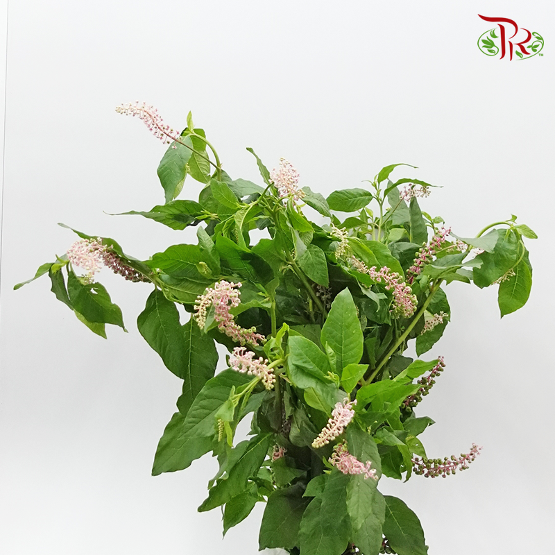 Phytolacca - (Per Bunch) - Pudu Ria Florist