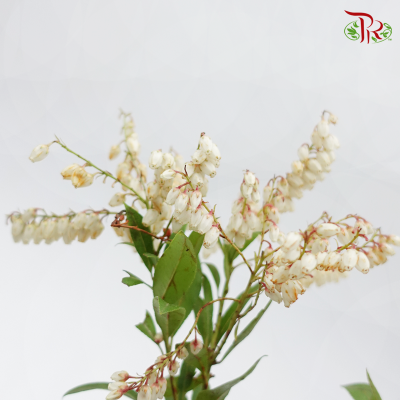 Pieris Japonica - White (Per Bunch) - Pudu Ria Florist