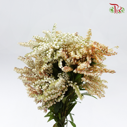 Pieris Japonica - White (Per Bunch) - Pudu Ria Florist