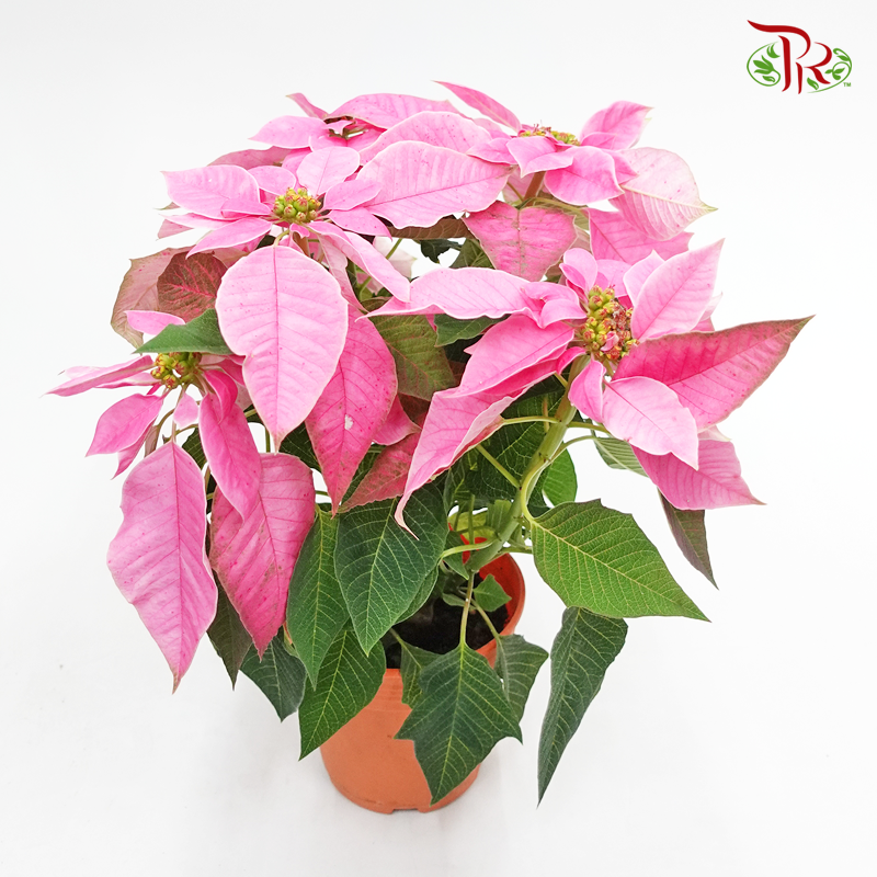 Poinsettia- Pink《圣诞红》 - Pudu Ria Florist