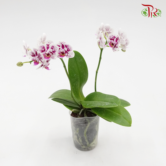 Mini Phalaenopsis Orchid -White With Spot (Double stems) *With No Vase - Pudu Ria Florist