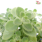 Plectranthus Tomentosa 《碰碰香》 - Pudu Ria Florist