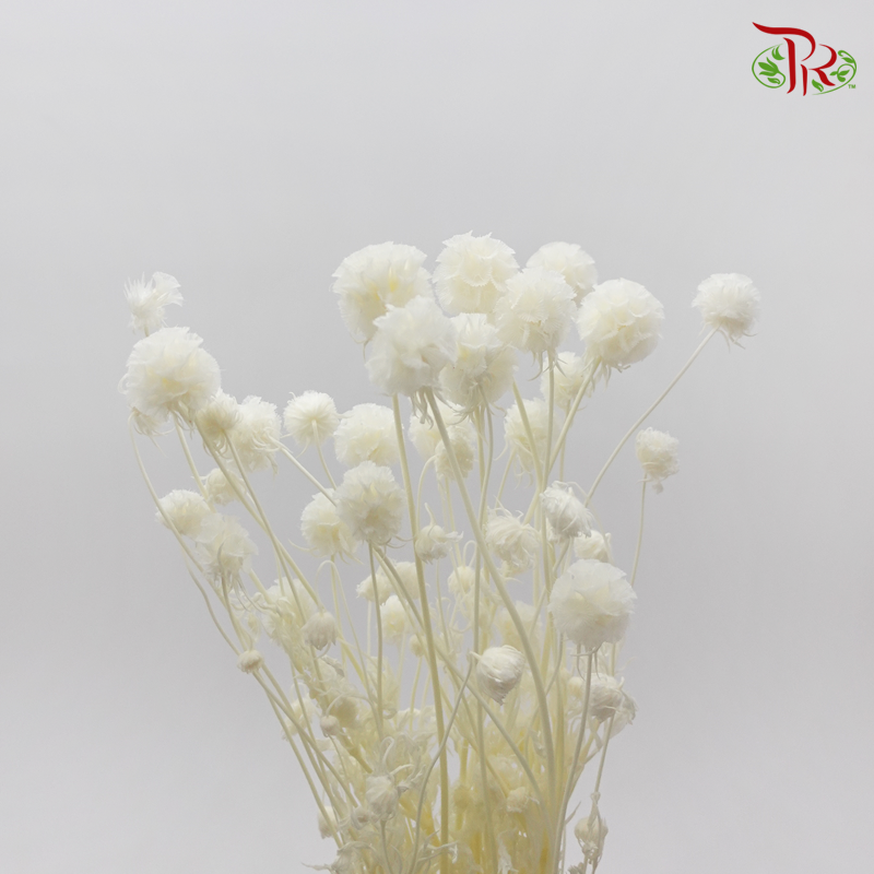 Preserved Scabiosa - White (Per Bunch) - Pudu Ria Florist