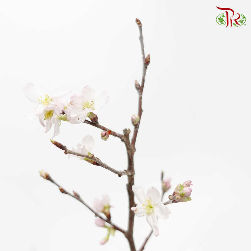 Prunus Long - (Stem) - Pudu Ria Florist