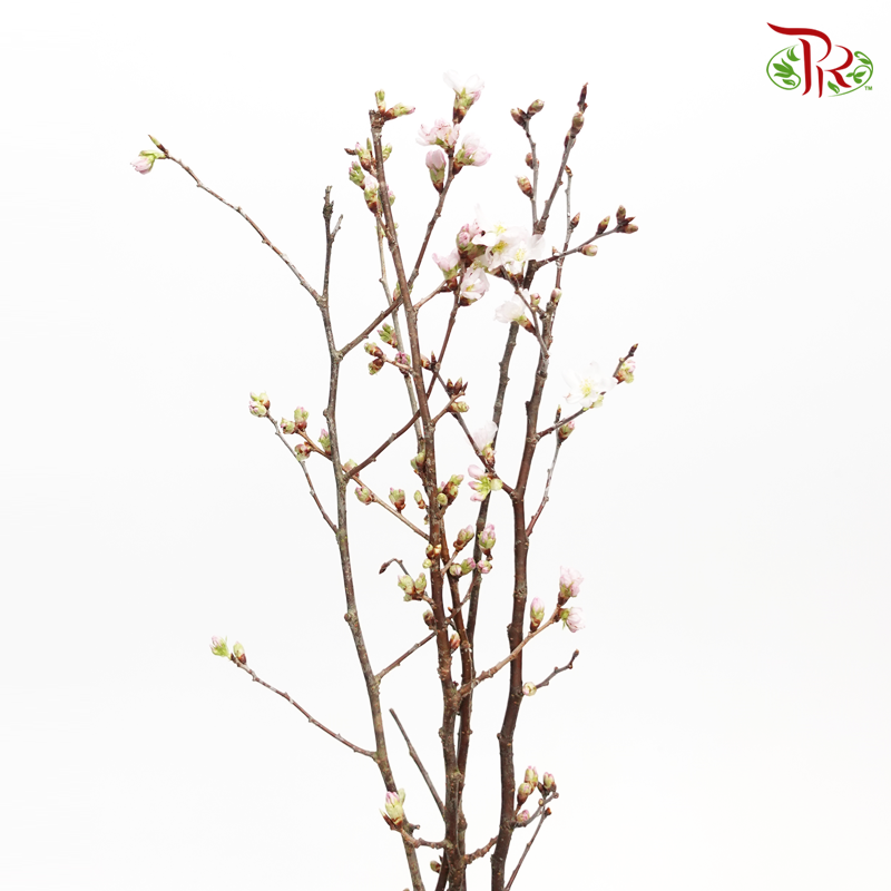 Prunus Long - (Stem) - Pudu Ria Florist