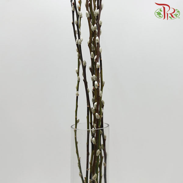 Pussy Willow Single (6FT) - White - Pudu Ria Florist