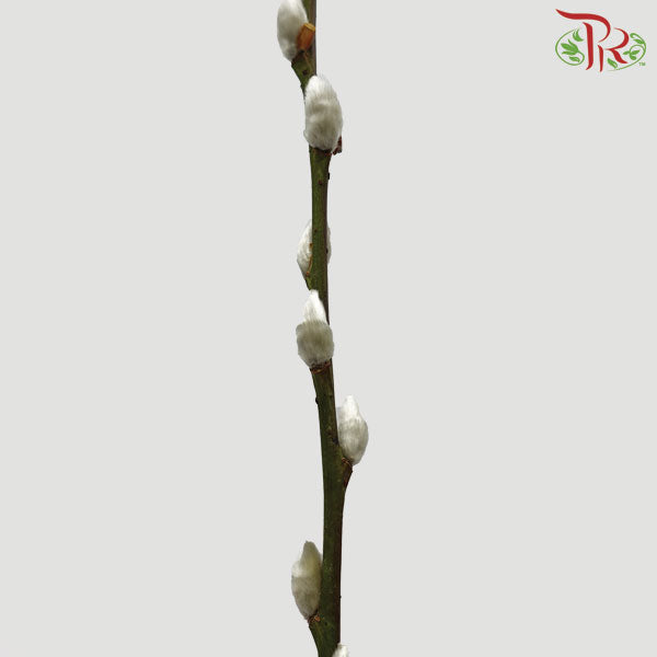 Pussy Willow Single (6FT) - White - Pudu Ria Florist