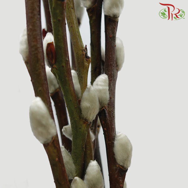 Pussy Willow Single (6FT) - White - Pudu Ria Florist