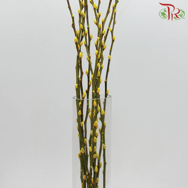 Pussy Willow Single (5FT) - Yellow - Pudu Ria Florist