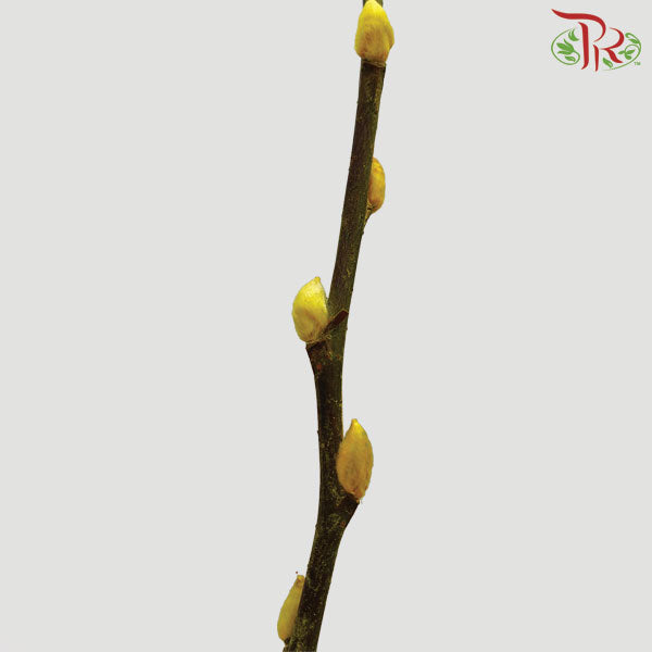 Pussy Willow Single (5FT) - Yellow - Pudu Ria Florist