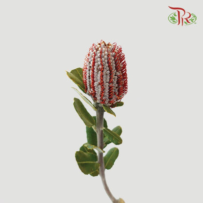 Banksia Coccinea - (2 Stems) - Pudu Ria Florist