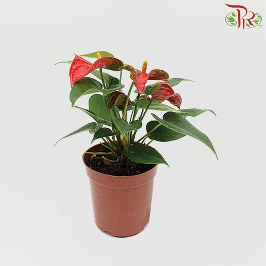 Anthurium Red《红掌》 - Pudu Ria Florist