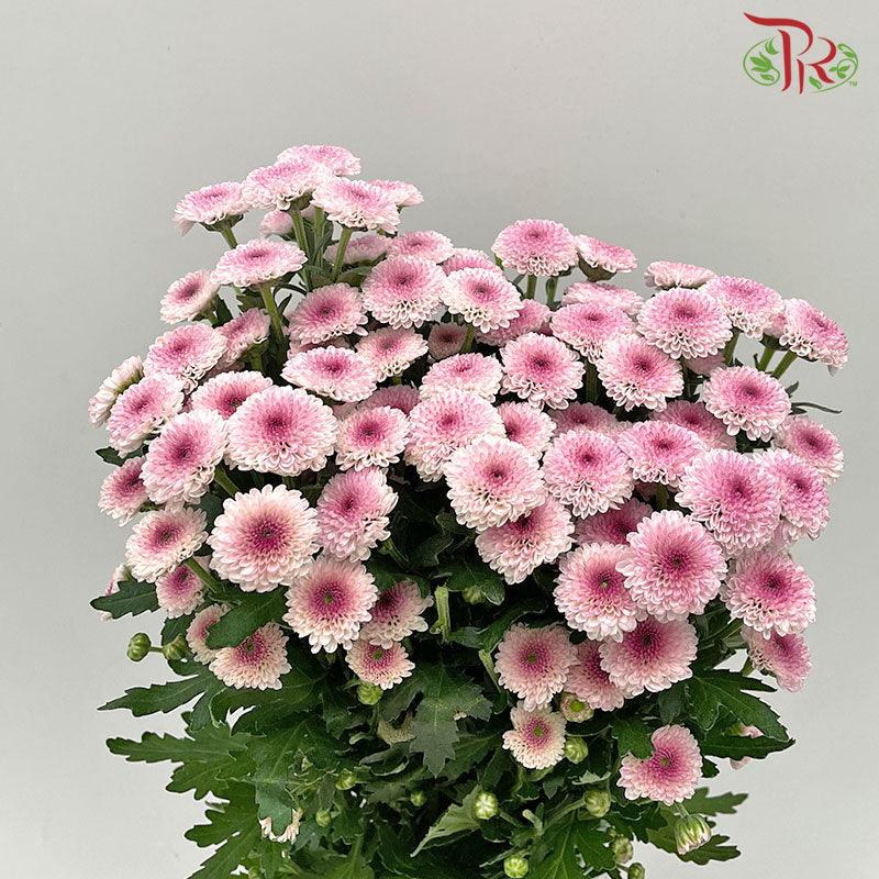 Calimero Mini Pom Pom - Pink (10 Stems) - Pudu Ria Florist