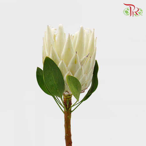 Protea Full Moon - (2 Stems) - Pudu Ria Florist