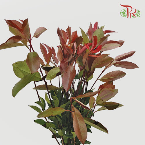 Photinia Red Leaf - (Per Bunch) - Pudu Ria Florist