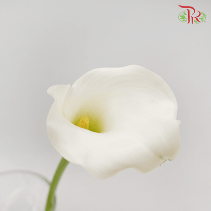 Calla Lily - White (5 Stems) - Pudu Ria Florist