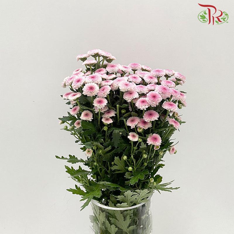 Calimero Mini Pom Pom - Pink (10 Stems) - Pudu Ria Florist