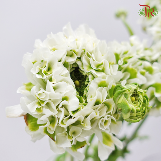 Ranunculus Pon Pon - White (Per Bunch) - Pudu Ria Florist
