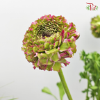 Ranunculus Pon Pon - Tone Pink/ Dark Pink (Per Bunch) - Pudu Ria Florist