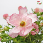 Ranunculus Butterfly - Pink (Per Bunch) - Pudu Ria Florist