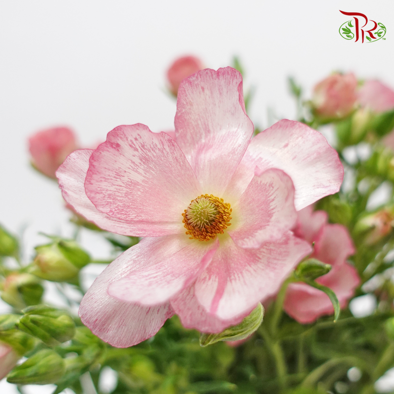 Ranunculus Butterfly - Pink (Per Bunch) - Pudu Ria Florist