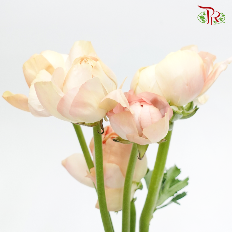 Ranunculus Cloni - Champagne ( 5 Stems) - Pudu Ria Florist