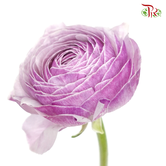 Ranunculus Cloni - Purple ( 5 Stems) - Pudu Ria Florist