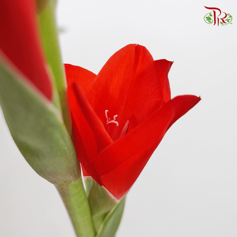 Gladiolus Red (10 Stems) - Pudu Ria Florist