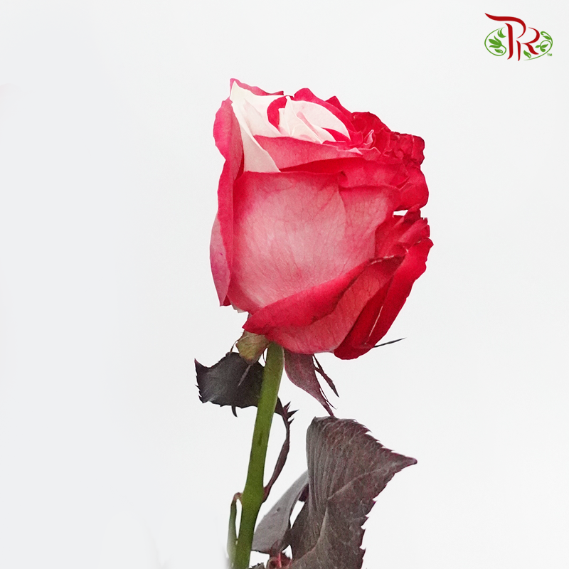 Ceres Rose - Red & White Tinted (10 Stems) - Pudu Ria Florist
