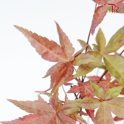 Red Maple Tree - Pudu Ria Florist
