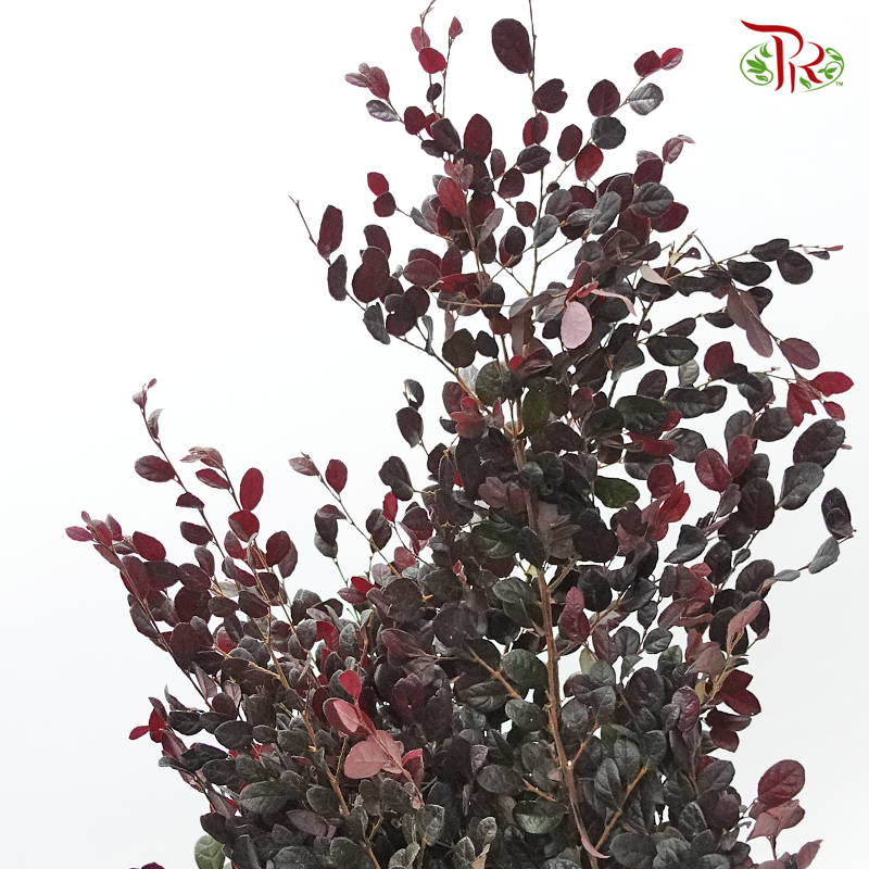 Red Technology Wood - (Per Bunch) - Pudu Ria Florist