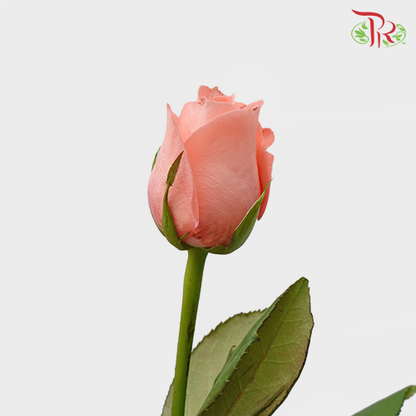 Rose Premium - Nobless (19-20 Stems) - Pudu Ria Florist