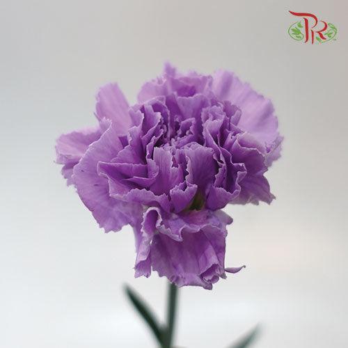 Carnation - Lilac (5 Stems) - Pudu Ria Florist
