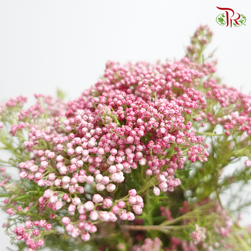 Rice Flower - Bright Pink (Per Bunch) - Pudu Ria Florist