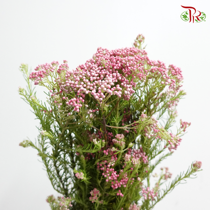 Rice Flower - Bright Pink (Per Bunch) - Pudu Ria Florist