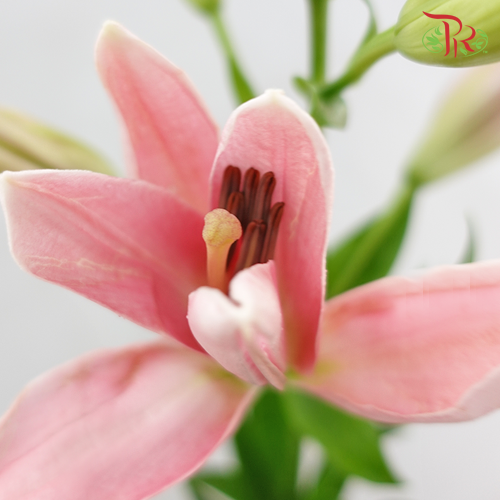 Tiger Lily Light Pink - Lilium La Tirreno (5 Stems) - Pudu Ria Florist
