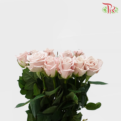 Rose - Menta (10 Stems) - Pudu Ria Florist