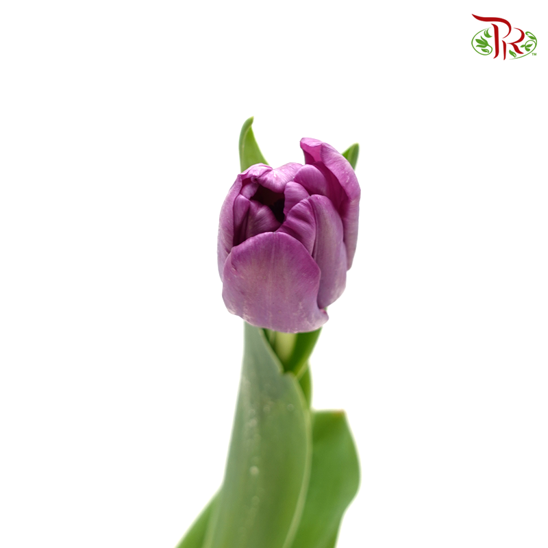 Tulip- Saigon (9-10 Stems) - Pudu Ria Florist