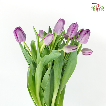 Tulip- Saigon (9-10 Stems) - Pudu Ria Florist