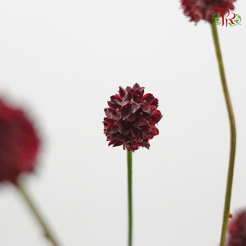 Sanguisorba - (5 Stems) (Fragile) - Pudu Ria Florist