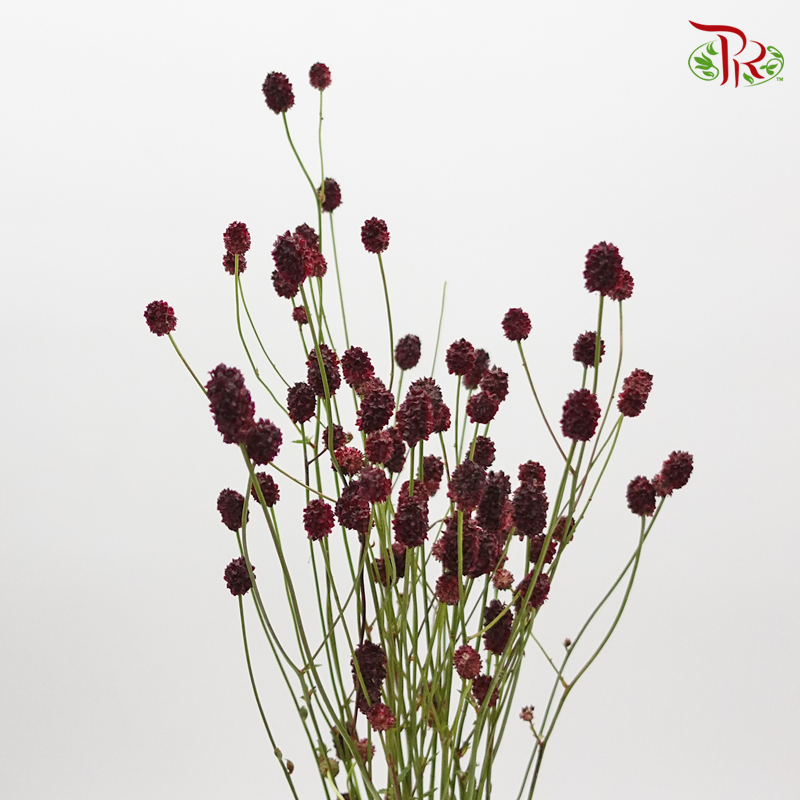 Sanguisorba - (5 Stems) (Fragile) - Pudu Ria Florist