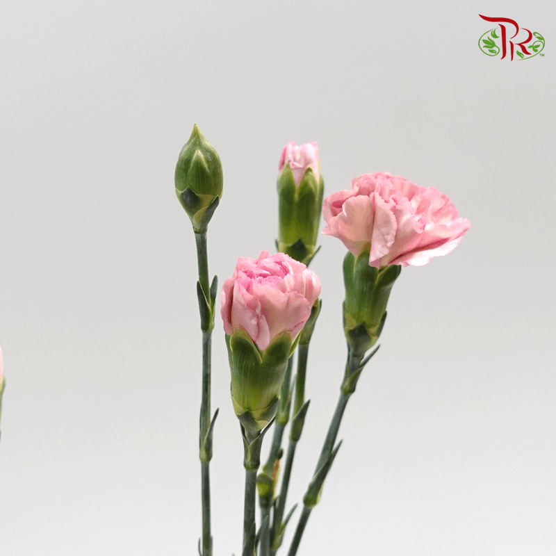 Carnation Spray - Simple Line (19-20stems ) - Pudu Ria Florist