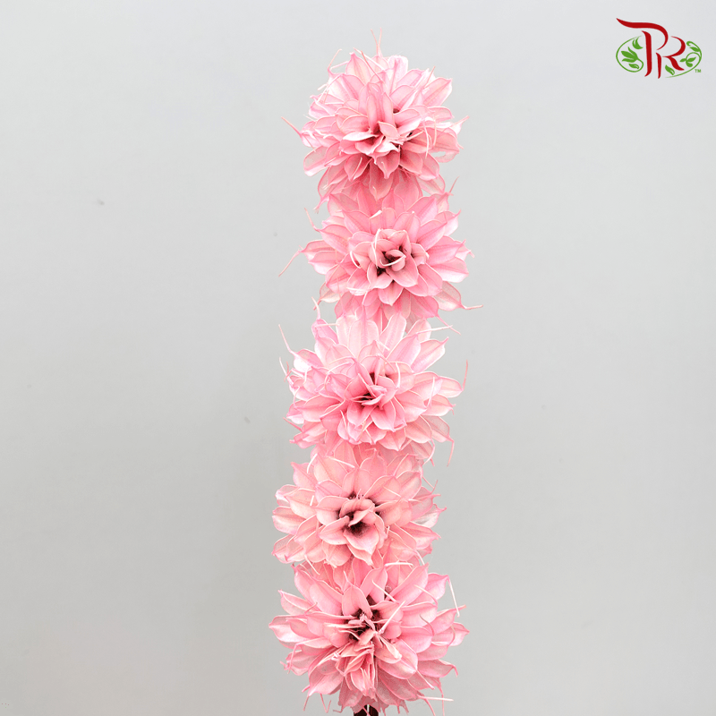 Dry Small Liju - Pink (5stems) - Pudu Ria Florist