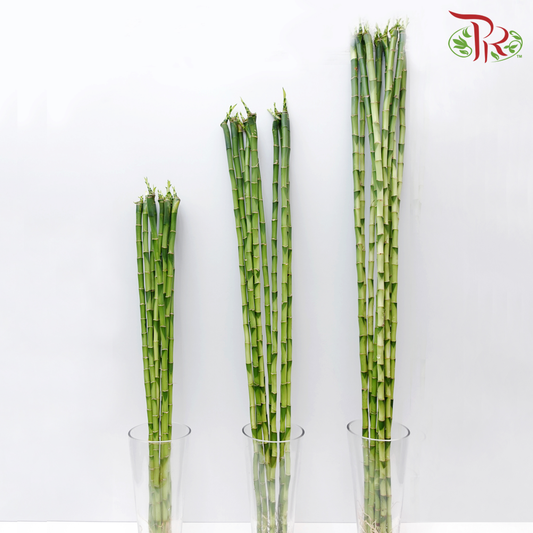 Straight Bamboo 直竹 (100cm) - 10 Stems - Pudu Ria Florist