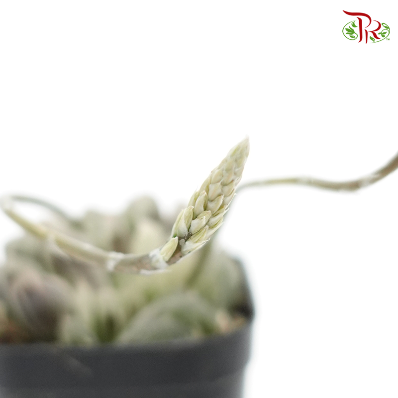 Succulent 多肉植物 - Haworthia Cooperi Variegated 《白斑玉露》 - Pudu Ria Florist