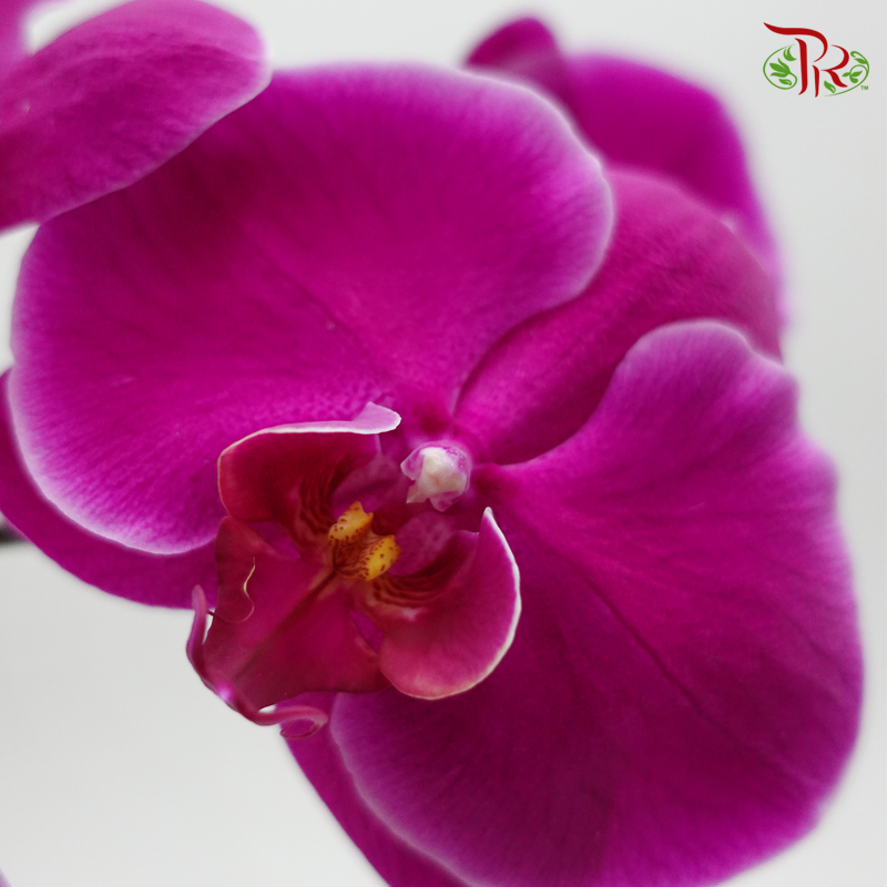 Phalaenopsis Cut - Sunpride Flamingo Purple (Per Stem) - Pudu Ria Florist