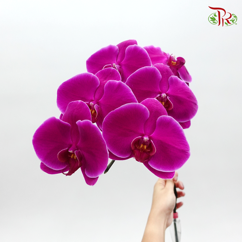 Phalaenopsis Cut - Sunpride Flamingo Purple (Per Stem) - Pudu Ria Florist